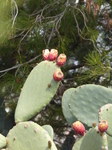 FZ027869 Prickly pears.jpg